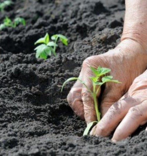 Piantare in Primavera
