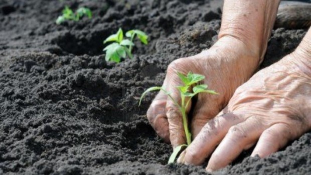 Piantare in Primavera