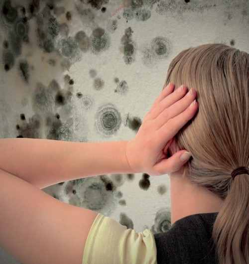 Muffa: come rimuoverla!