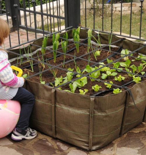 Avere un orto sul balcone non è meno impegnativo di possedere delle piante da fiore. Bisogna considerare che il tempo che richiedono non è superiore a qualsiasi altra pianta ornamentale.