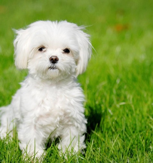 Antiparassitario DIY [VIDEO]