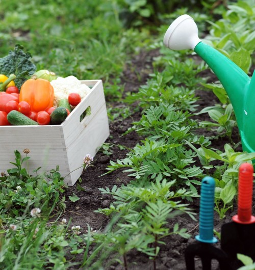 Riciclo Creativo: Orto sul Balcone