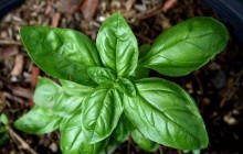 Basilico: piantarlo e curarlo