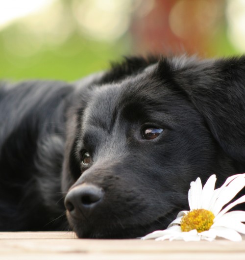 Cane: accesso nei luoghi pubblici