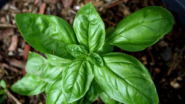 Basilico: piantarlo e curarlo
