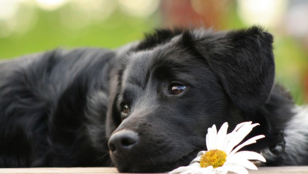 Cane: accesso nei luoghi pubblici