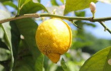 Limone: pianta da mille benefici