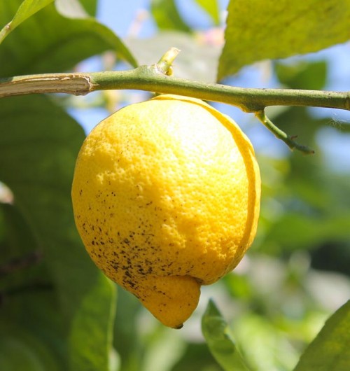 Limone: pianta da mille benefici