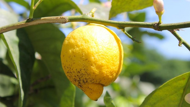 Limone: pianta da mille benefici