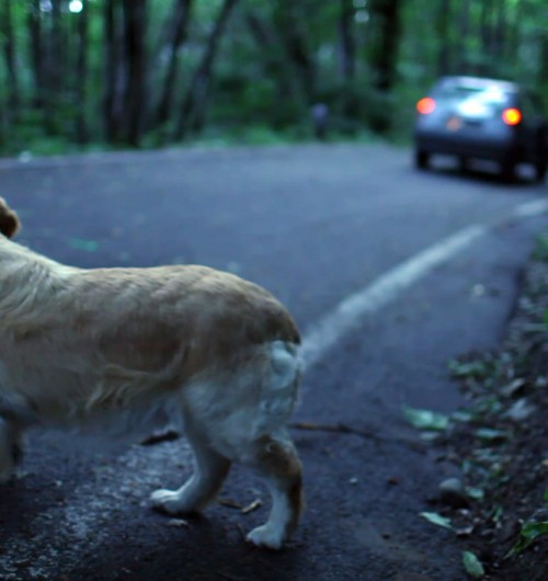 Abbandono di un cane in estate