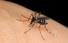 Zanzare: rimedi e soluzioni
