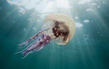 Meduse: rimedi per le punture