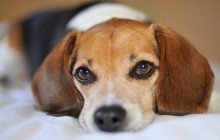 Leishmaniosi: curare il vostro cane