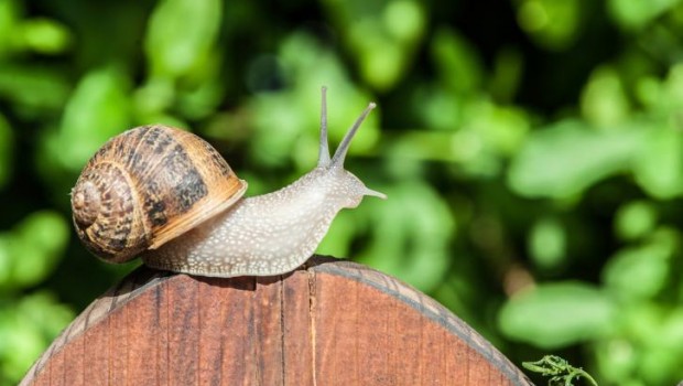 Lumache: come allontanarle