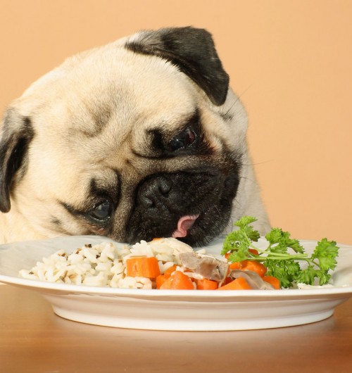 Cibo per Cani preparato in casa