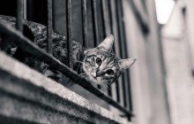 Zoonosi: le malattie trasmesse dai gatti